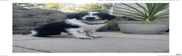 Mixed Breed dogs for sale: Maverick - Ad 4