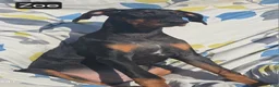 Doberman Pinscher dogs for sale: WEEKEND SPECIAL $500 OFF! Zoe - Ad 3