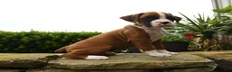 Boxer dogs for sale: Twilight - Ad 5