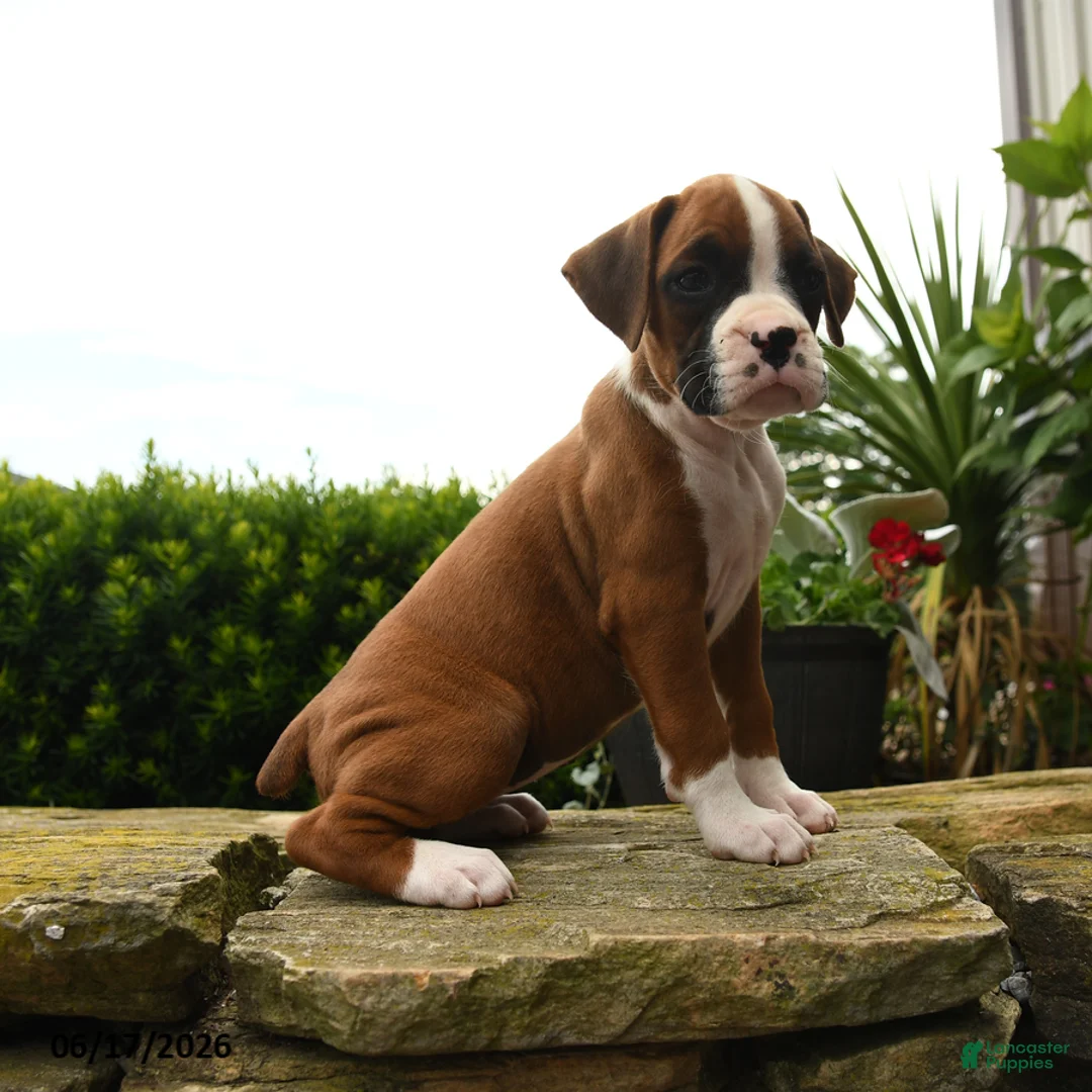 Boxer dogs for sale: Twilight - Ad 5