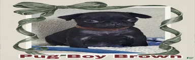 Pug Puppy Boy Brown