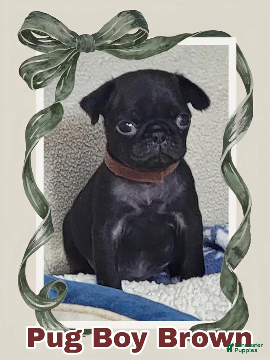 Pug dogs for sale: Pug Puppy Boy Brown - Ad 1