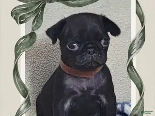 Pug dogs Pug Puppy Boy Brown - Ad 5