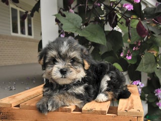 Morkie dogs Tigger - Ad 27
