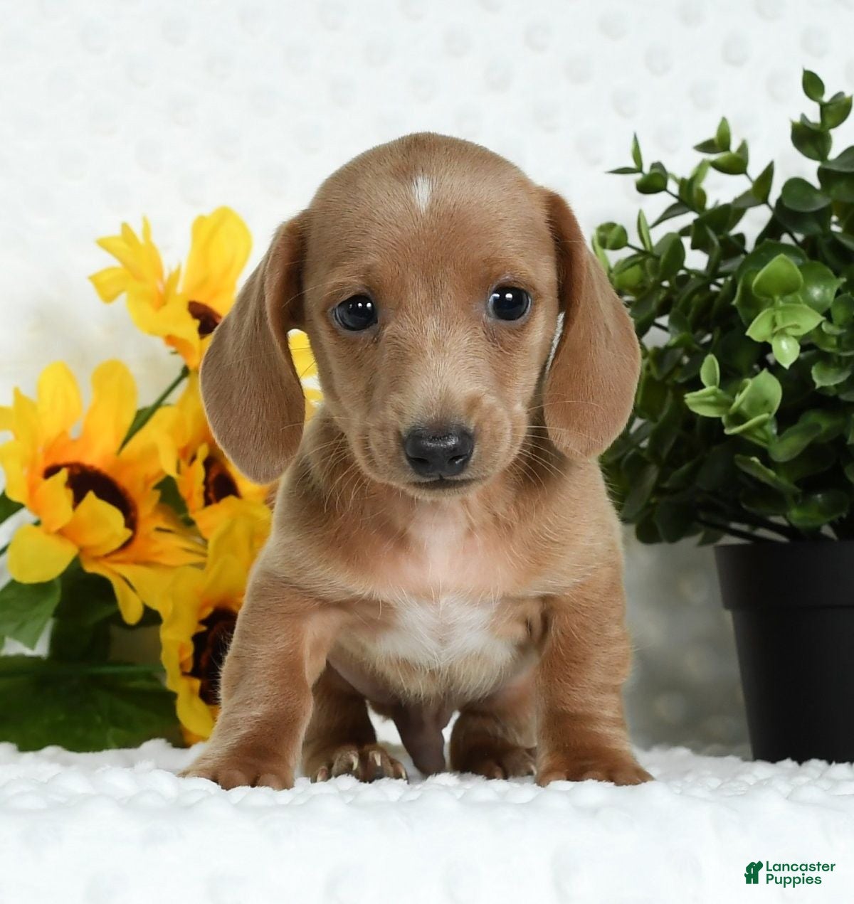 Miniature Dachshund dogs Tommy Short Hair - Ad 9
