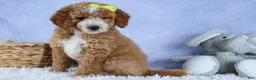 Mini Goldendoodle dogs for sale: 🐾 Meet Nova – F2B Mini Goldendoodle Puppy 🐾 - Ad 6