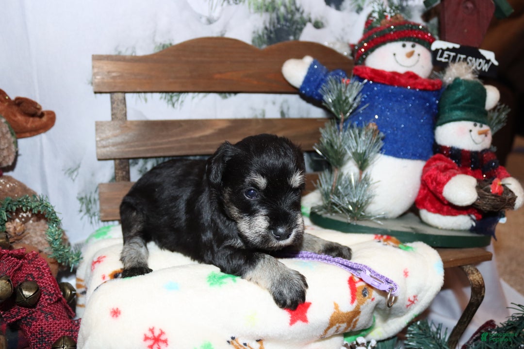 Miniature Schnauzer dogs for sale: skylar - Ad 2