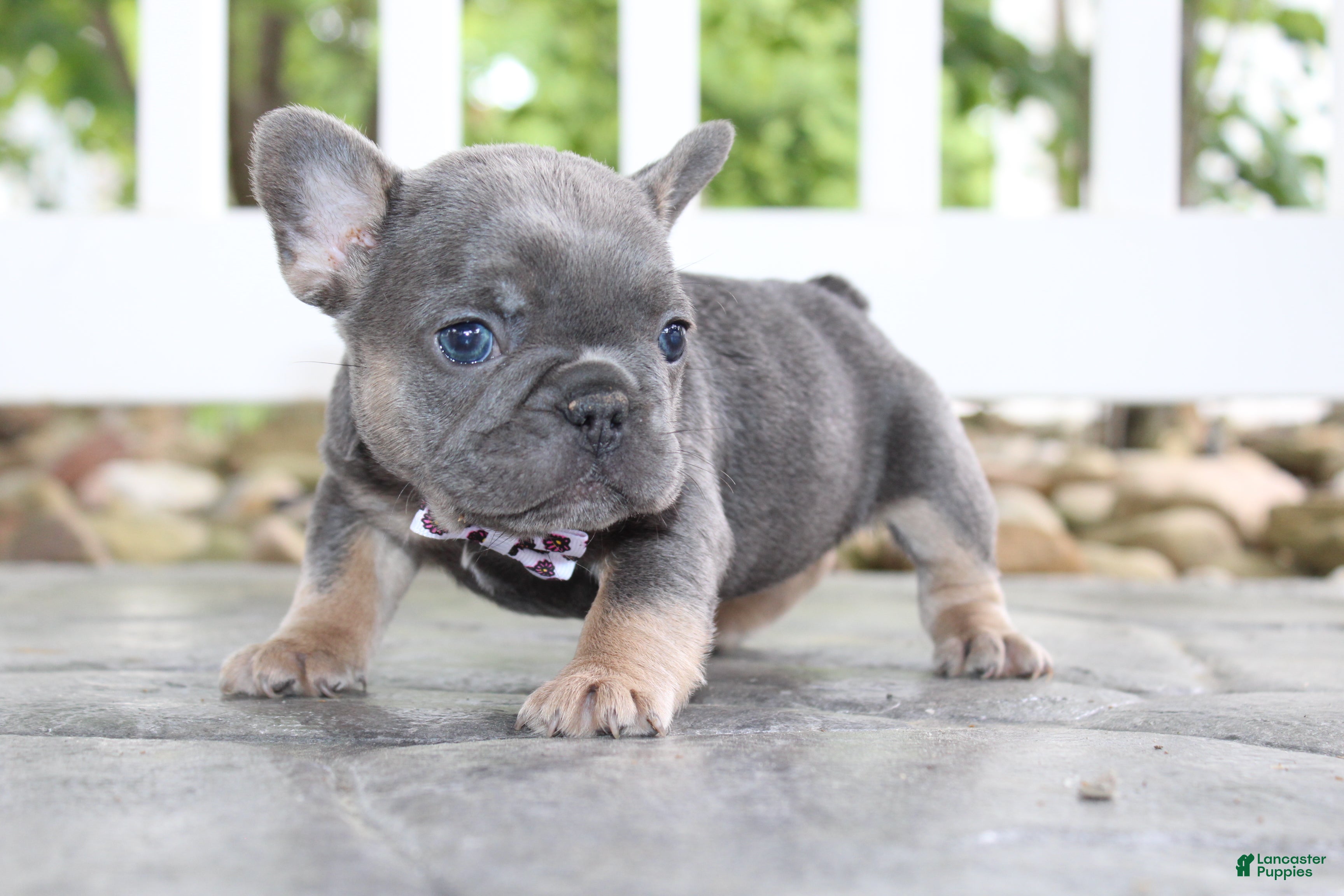 French Bulldog dogs for sale: AKC Zoe - Ad 1