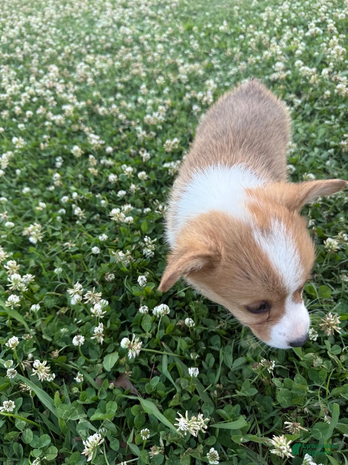 Welsh Corgi Pembroke dogs Welsh Corgi Pembroke Puppy 3 - Ad 1