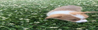 Welsh Corgi Pembroke Puppy 3