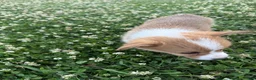Welsh Corgi Pembroke dogs for sale: Welsh Corgi Pembroke Puppy 3 - Ad 1