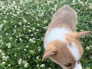 Welsh Corgi Pembroke dogs for sale: Welsh Corgi Pembroke Puppy 3 - Ad 2