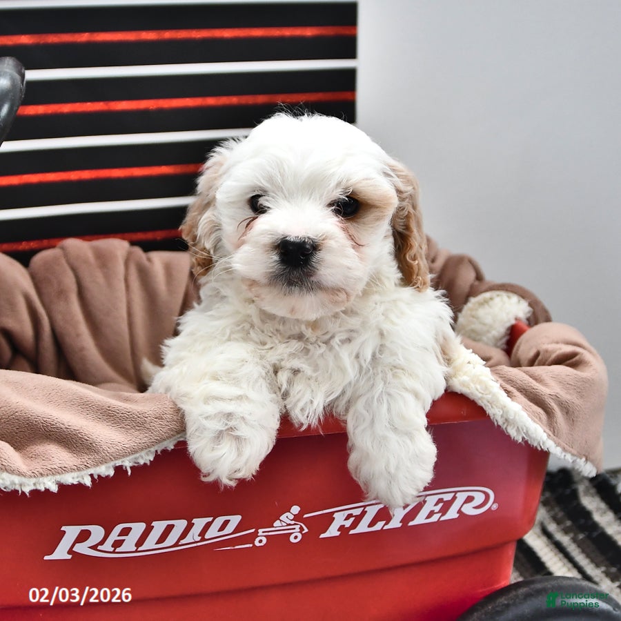 Cavapoo dogs Sunny  - Ad 2