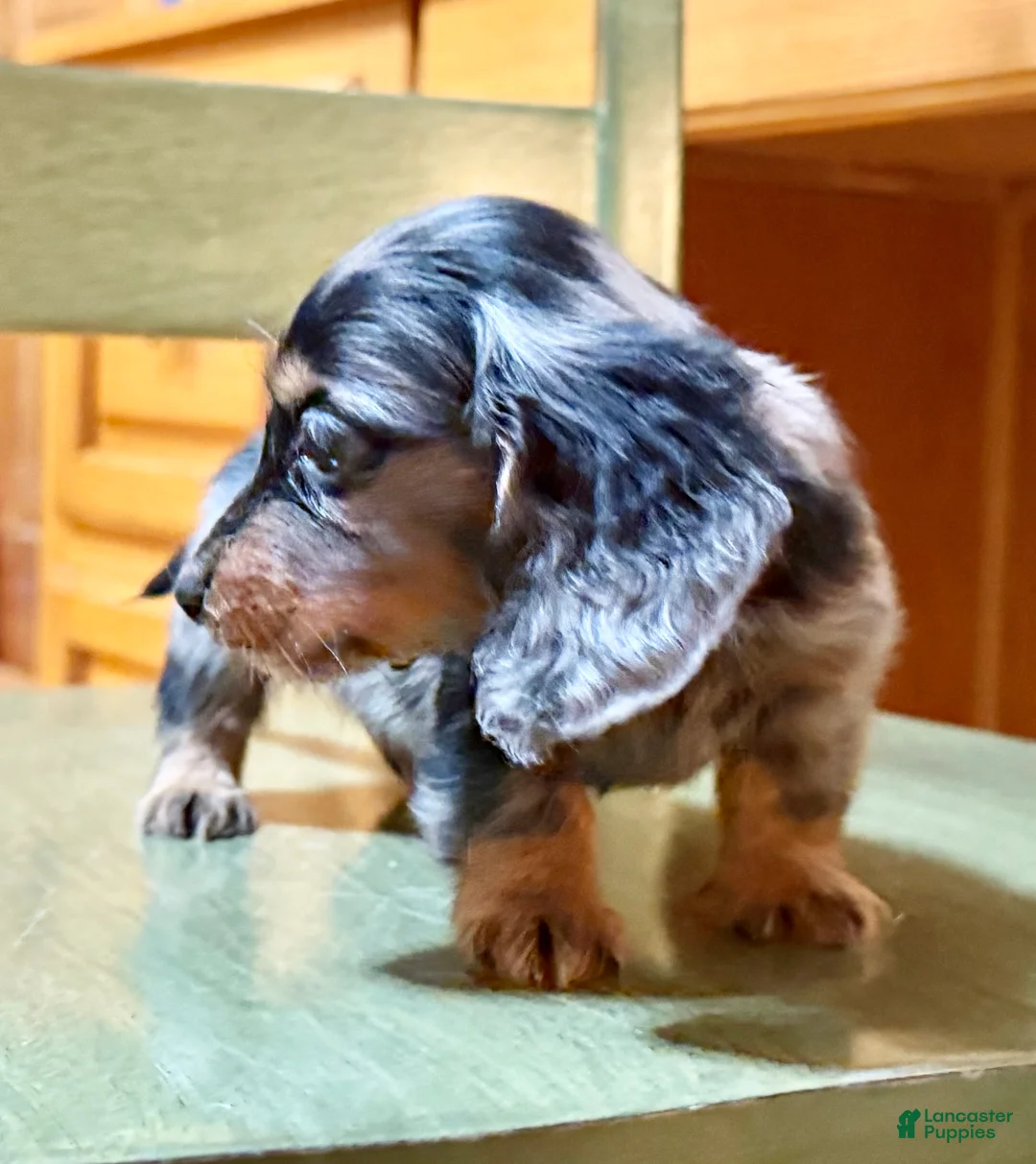 Dachshund dogs for sale: Chocolate mini long coat - Ad 19