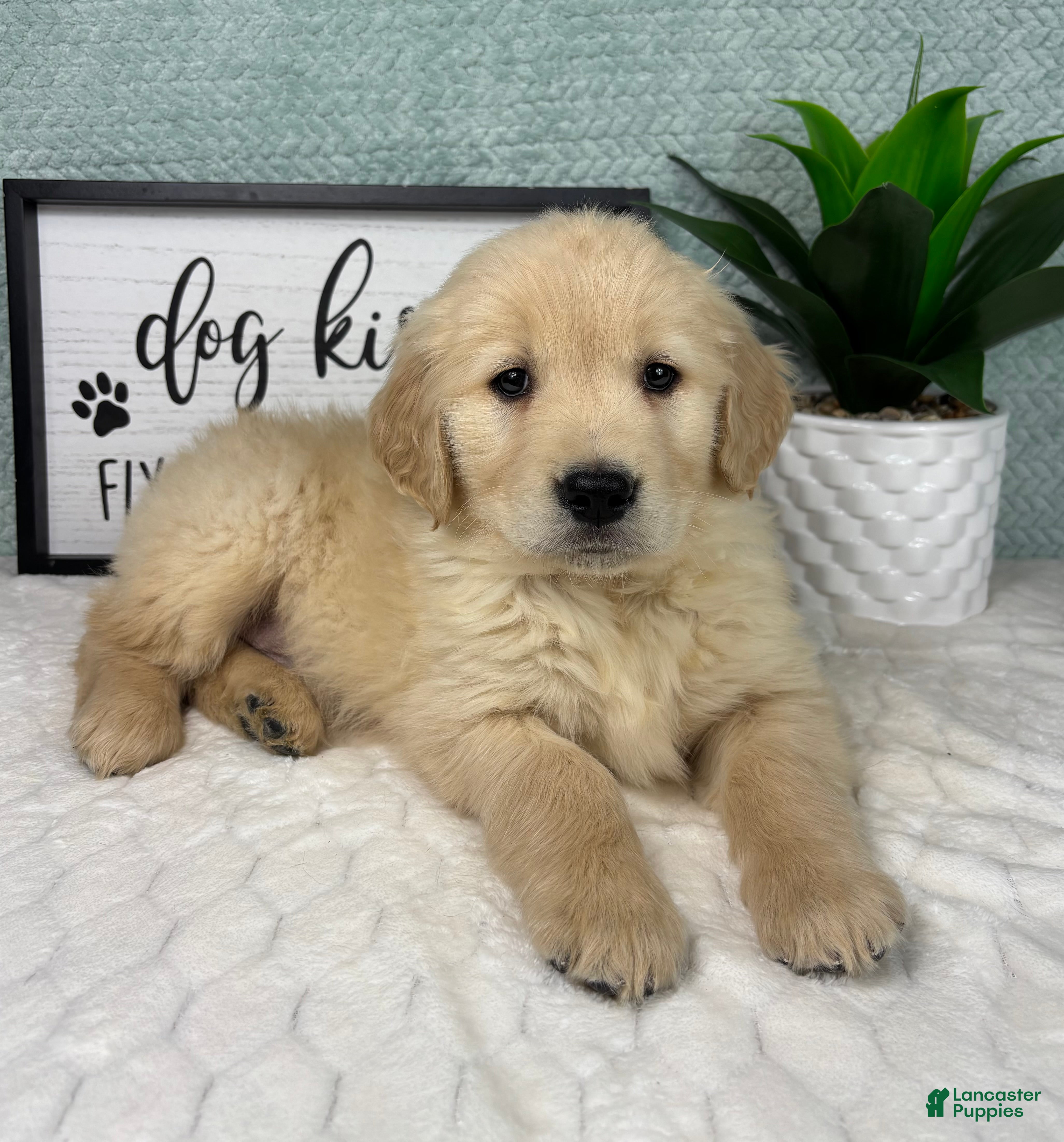 Golden Retriever dogs Graham  - Ad 34