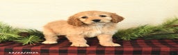 Cockapoo dogs for sale: Bailey - Ad 4