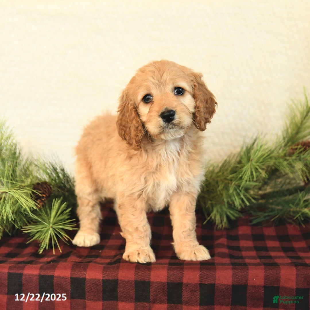 Cockapoo dogs for sale: Bailey - Ad 4