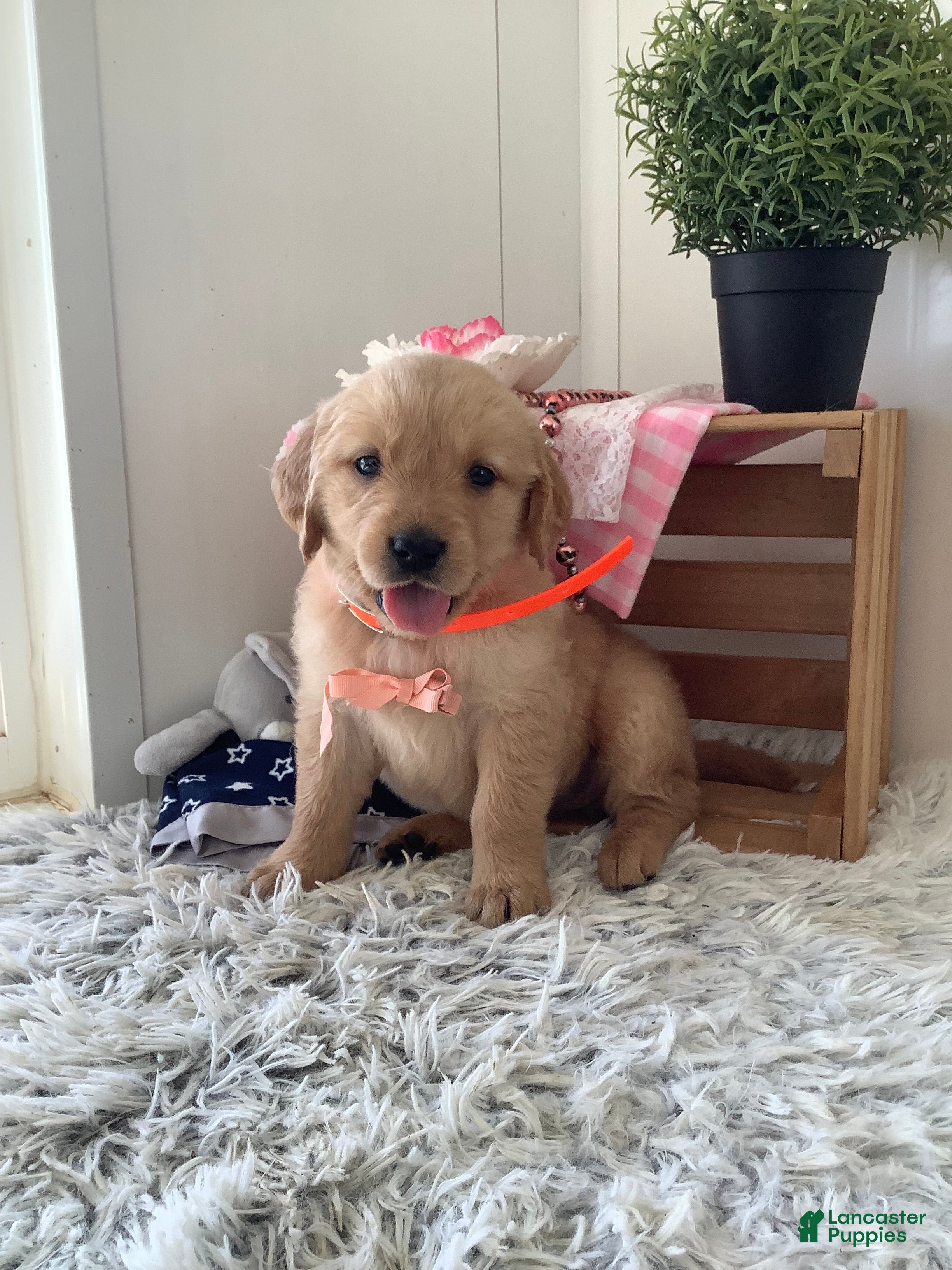 Golden Retriever Connie