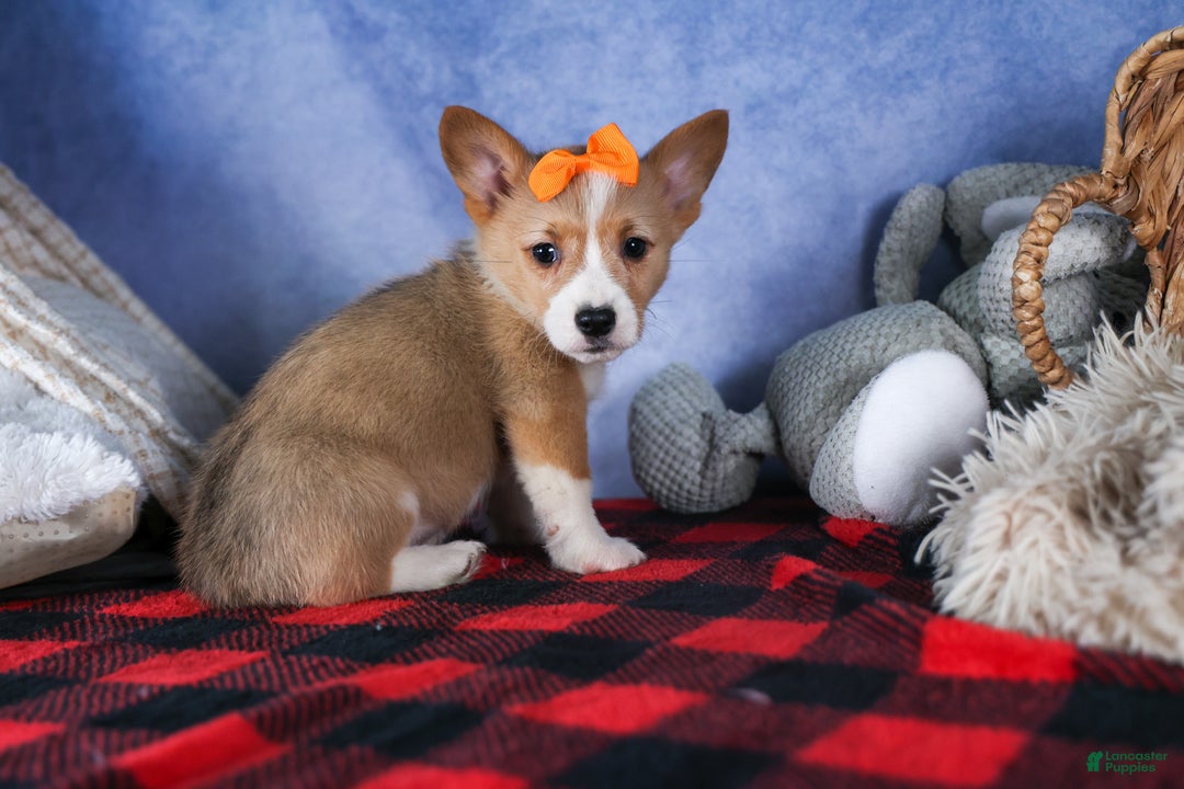 Welsh Corgi Pembroke dogs for sale: Milly - Ad 16