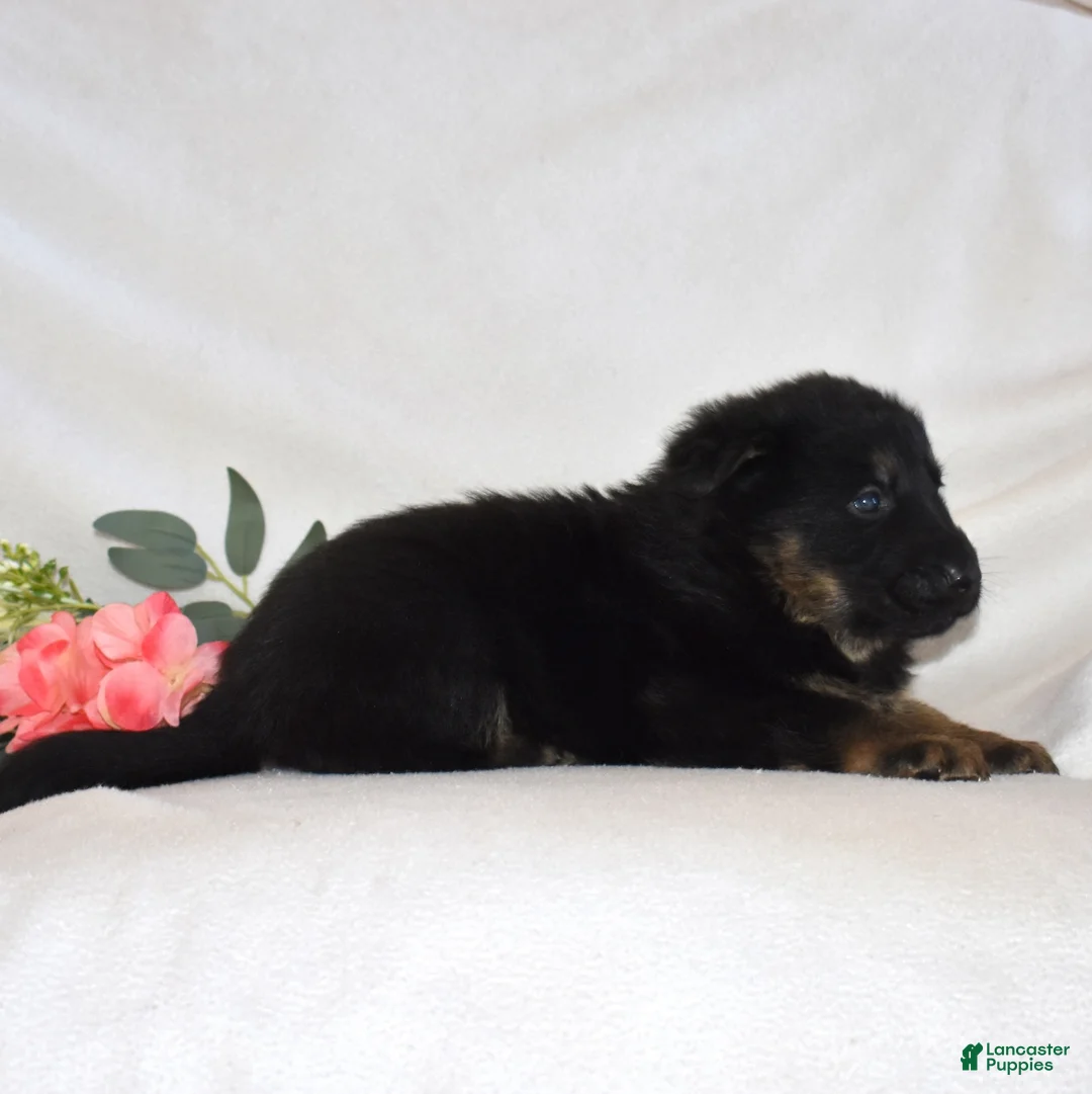 German Shepherd dogs for sale: Smokey - Ad 3