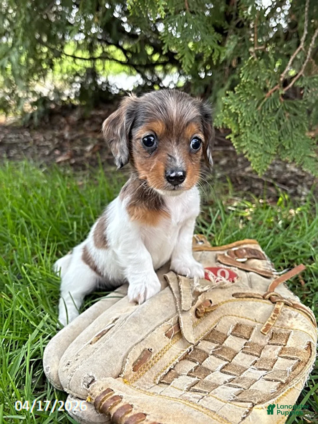 Dachshund dogs for sale: Wren - Ad 2