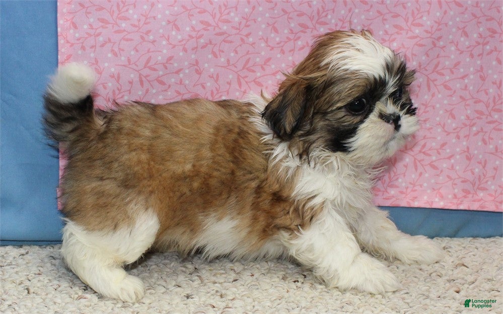 Shih Tzu dogs Jobelle - Ad 10