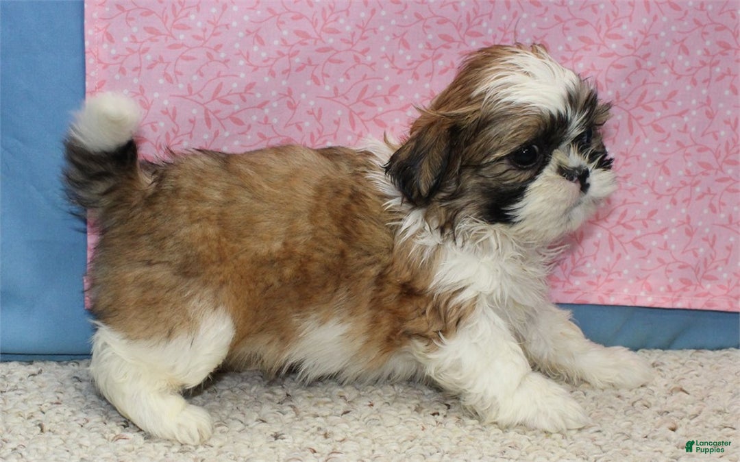 Shih Tzu dogs for sale: Jobelle - Ad 1