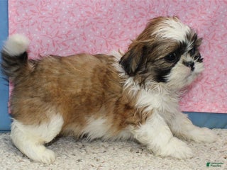 Shih Tzu dogs Jobelle - Ad 10