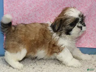 Shih Tzu dogs Jobelle - Ad 11
