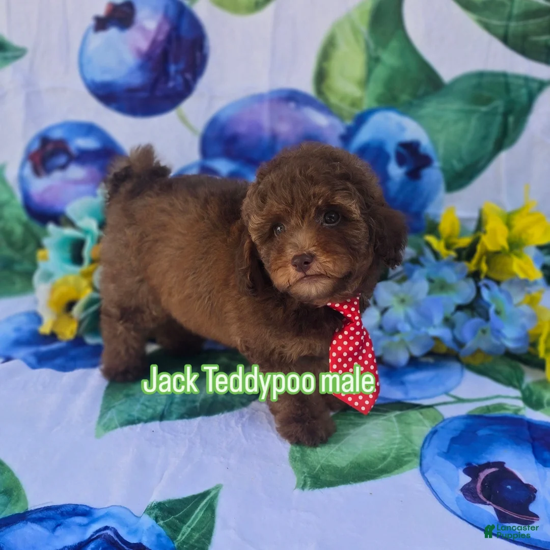 Mixed Breed dogs for sale: Jack  - Ad 1