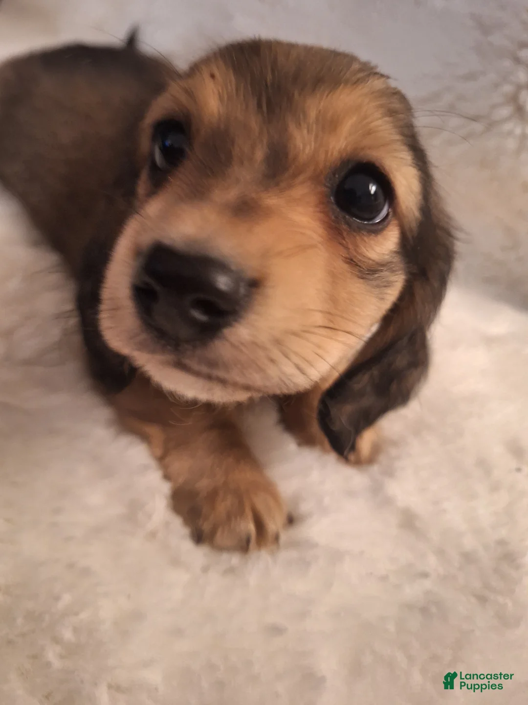 Miniature Dachshund dogs for sale: Dexter - Ad 2