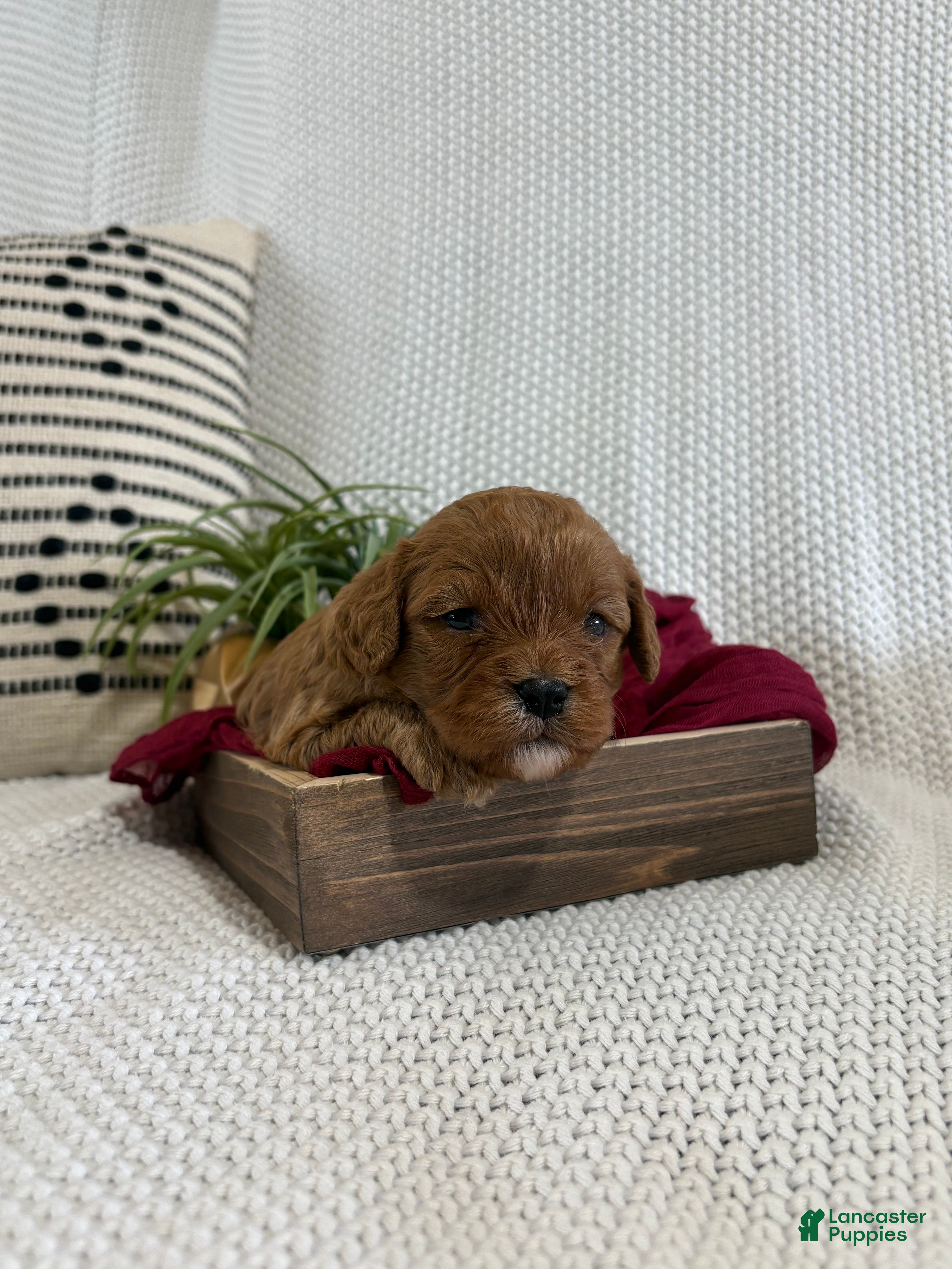 Cavapoo dogs Pixie - Ad 2