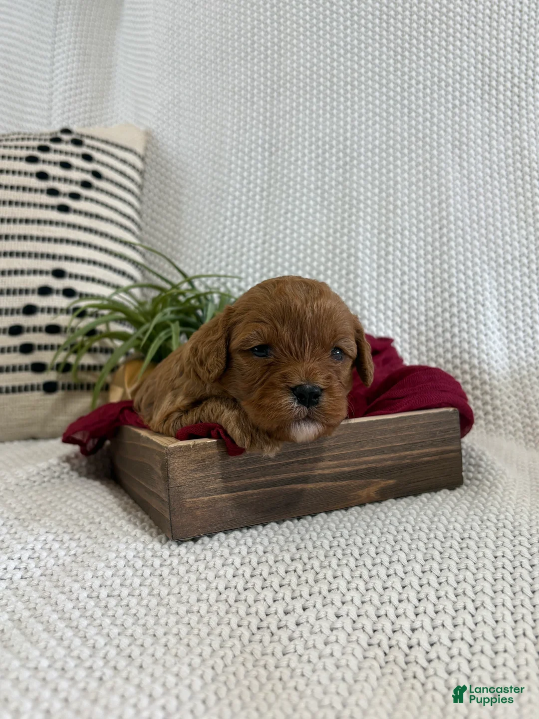Cavapoo dogs for sale: Pixie - Ad 2