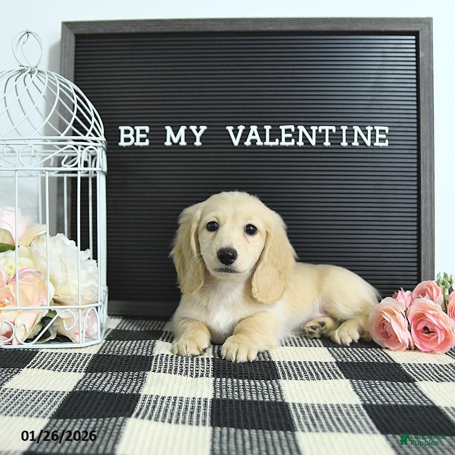 Miniature Dachshund dogs Emmeline - Ad 2