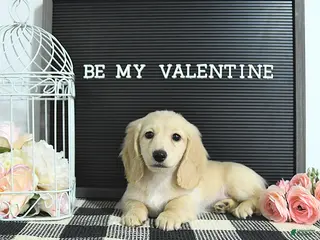 Miniature Dachshund dogs Emmeline - Ad 2