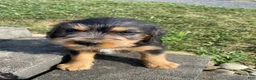 Mixed Breed dogs for sale: Teddy - Ad 5