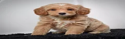 Mini Goldendoodle dogs for sale: Mr. Axel - Ad 8