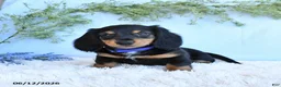 Miniature Dachshund dogs for sale: Kenny - Ad 1