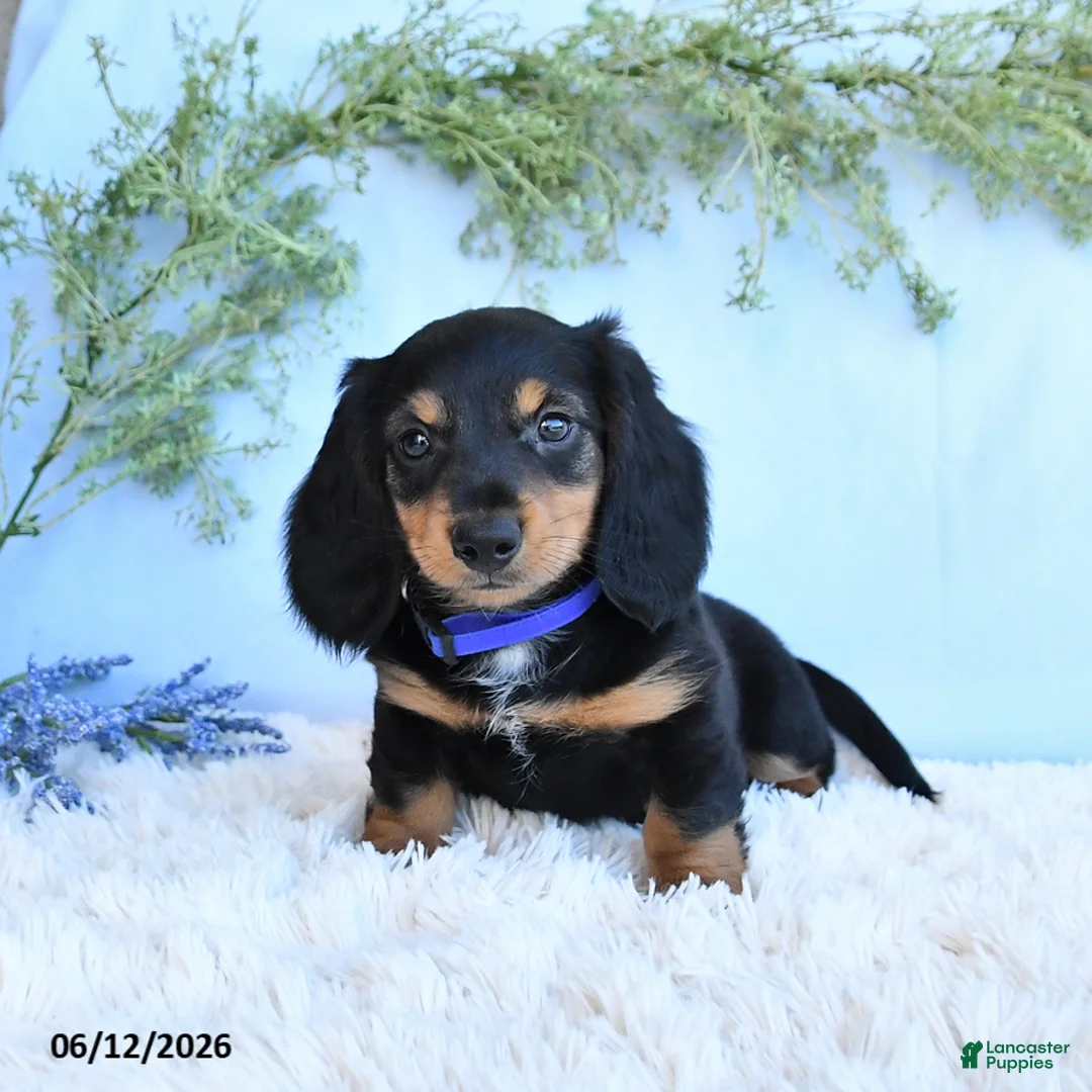 Miniature Dachshund dogs for sale: Kenny - Ad 1