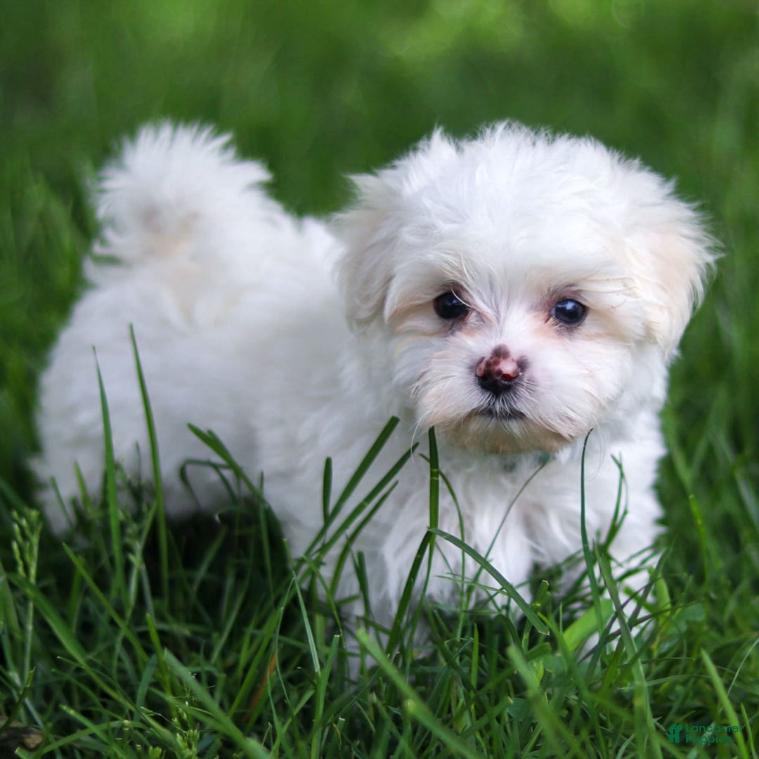 Maltese dogs for sale: Reign - Ad 12
