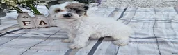 Mini Goldendoodle dogs for sale: Sage - Ad 6