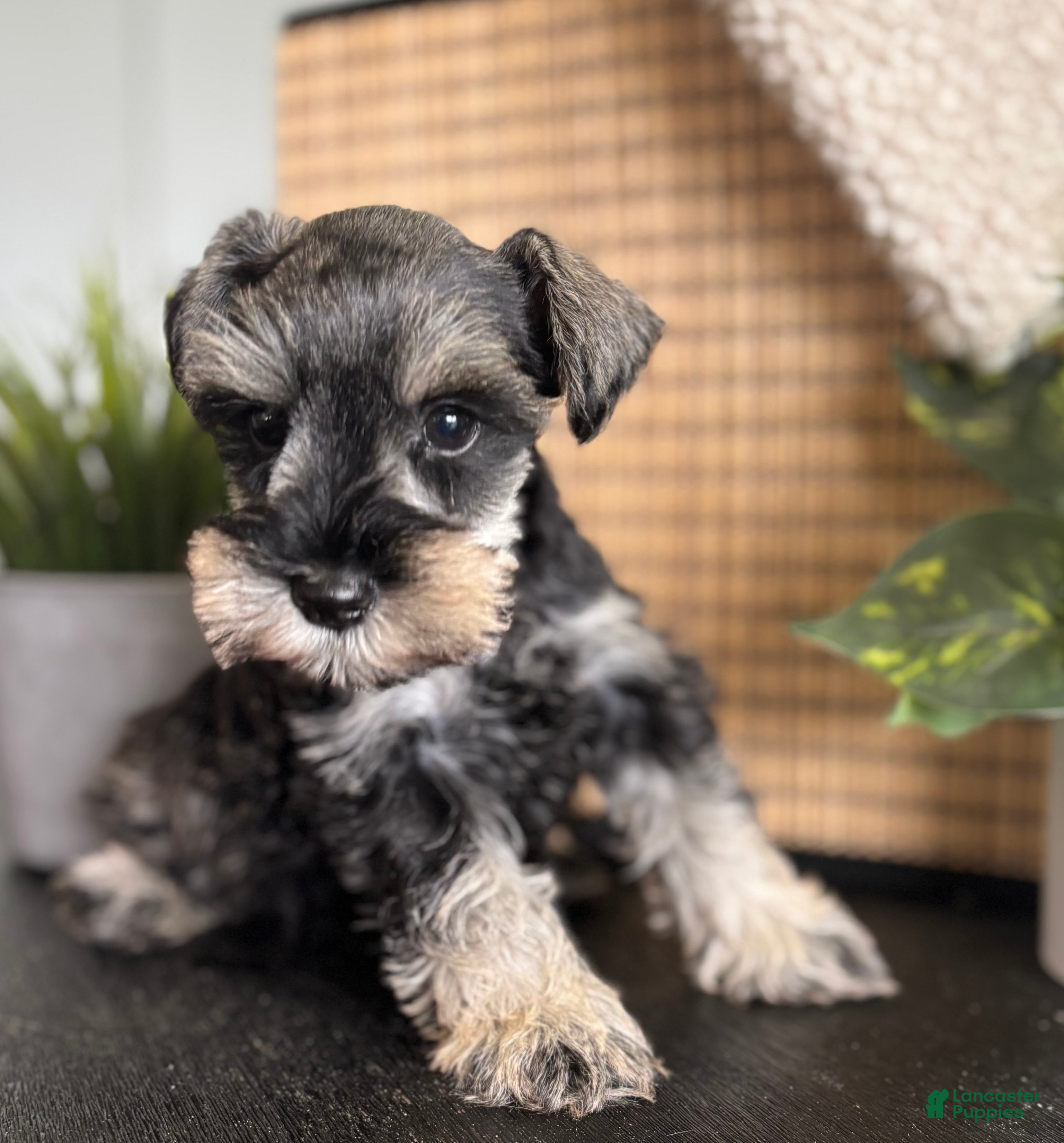 Miniature Schnauzer dogs Max - Ad 1