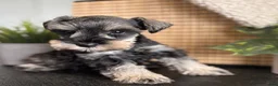 Miniature Schnauzer dogs for sale: Max - Ad 4
