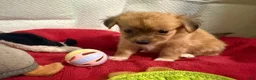 Mixed Breed dogs for sale: Mixed Breed 1 - Ad 7