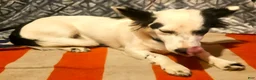 Chihuahua dogs for sale: Elmo (Fully Trained) - Ad 9