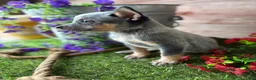 Australian Cattle Dog dogs for sale: Ash - Ad 3