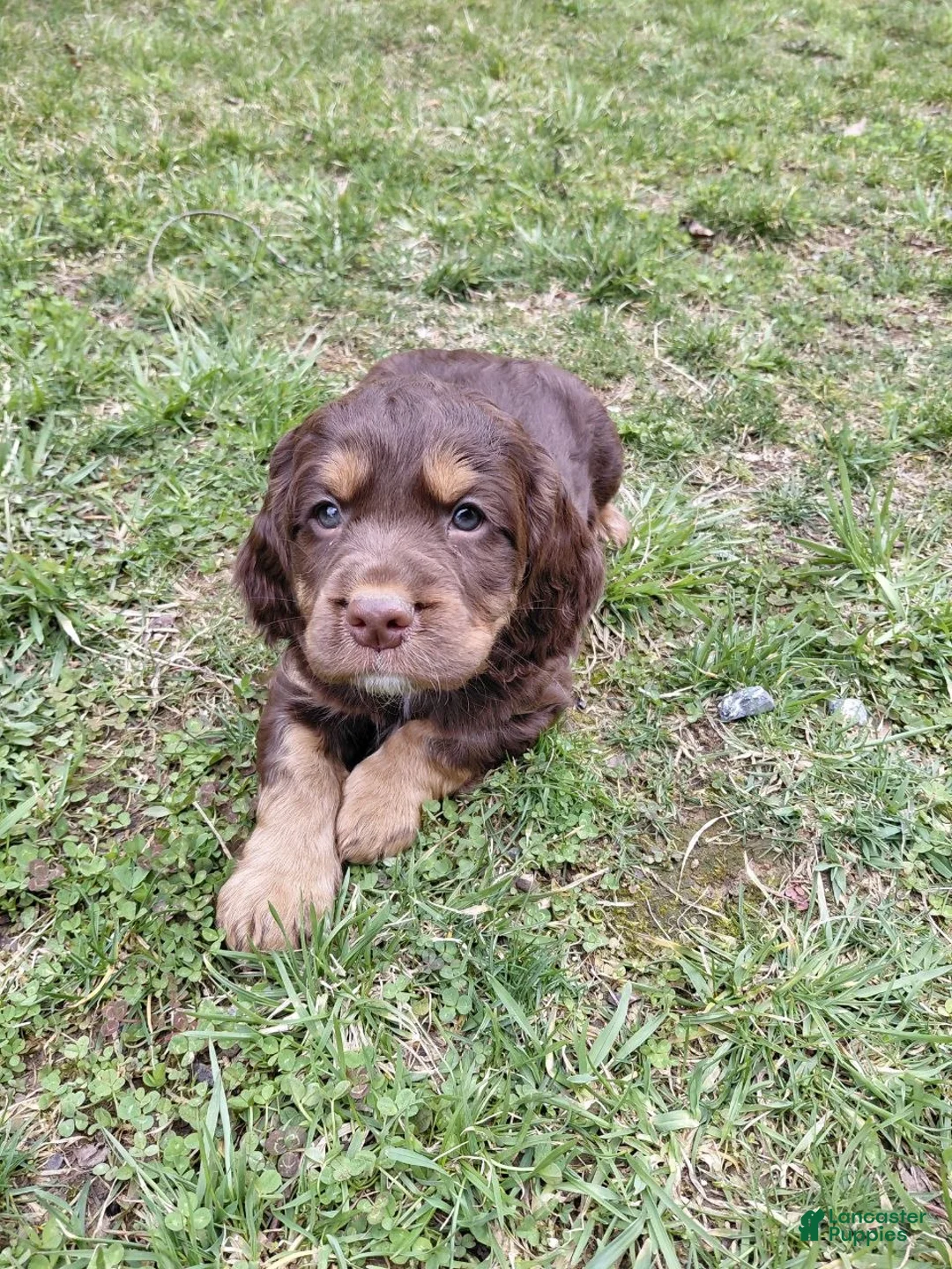 Mixed Breed dogs for sale: Jack - Ad 2