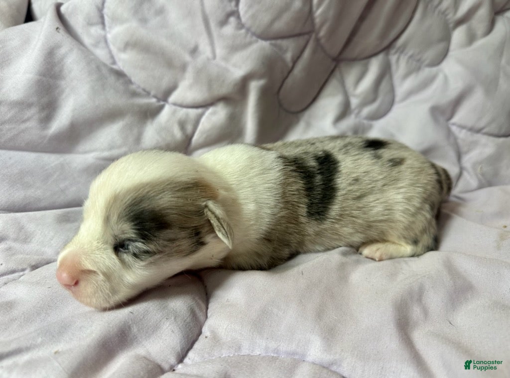 American Corgi dogs Blue Merle male - Ad 2