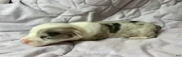 American Corgi dogs for sale: Blue Merle male - Ad 2