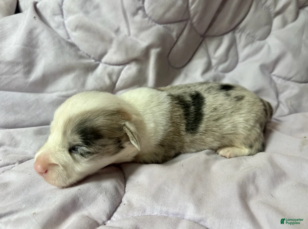 American Corgi dogs for sale: Blue Merle male - Ad 2
